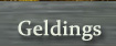 Geldings