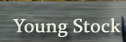 Young Stock